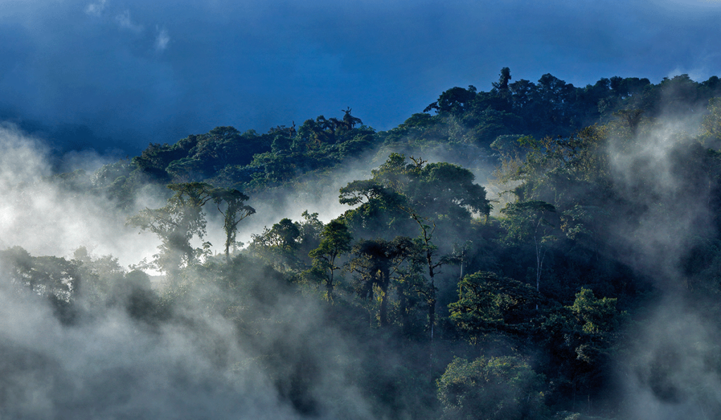 140323_Ecuadors Deforestation Challenges Balancing Economic Development and Environmental Protection_Featured